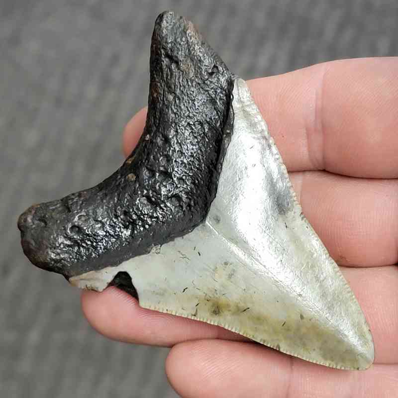 Fossil Bargain 90% Complete Megalodon Shark Tooth - STBAR90-5 - Image 3