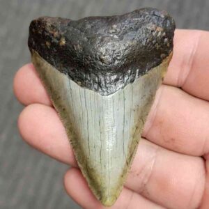 Fossil Bargain 90% Complete Megalodon Shark Tooth - STBAR90-6