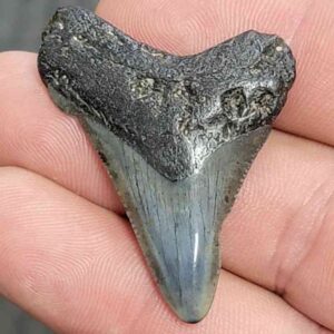 Fossil Megalodon Shark Tooth - STCOM1.5-11