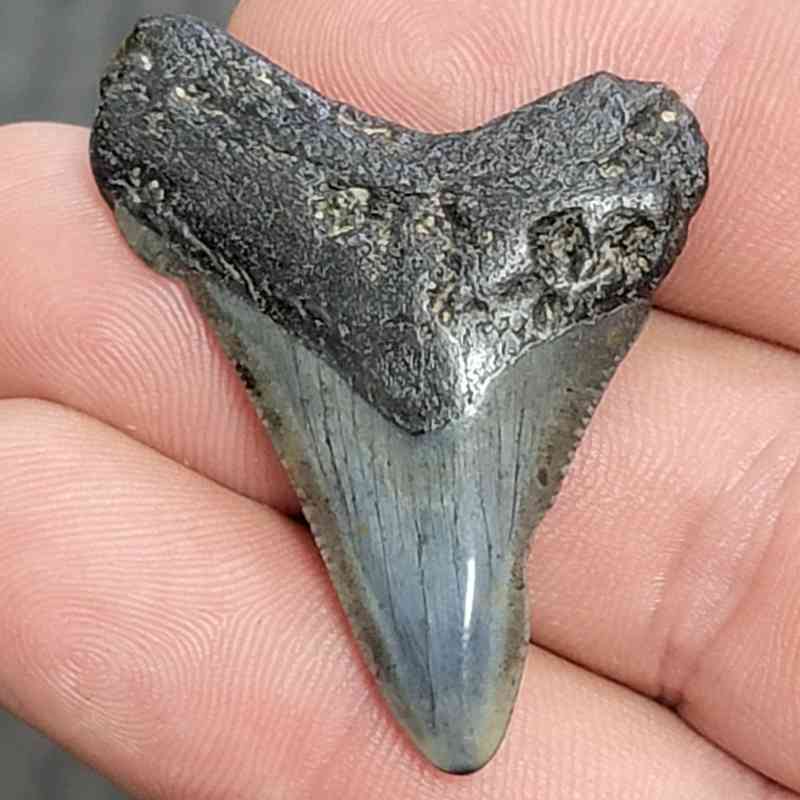 Fossil Megalodon Shark Tooth - STCOM1.5-11