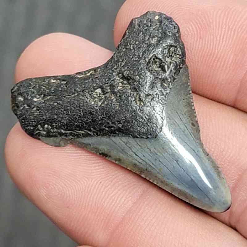 Fossil Megalodon Shark Tooth - STCOM1.5-11 - Image 2