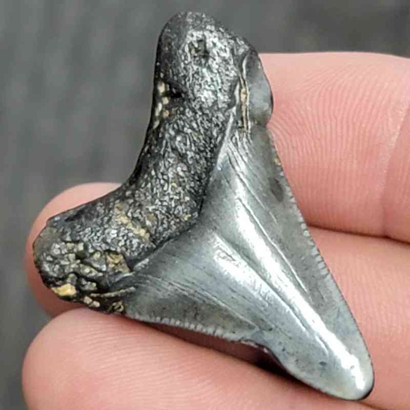 Fossil Megalodon Shark Tooth - STCOM1.5-11 - Image 3