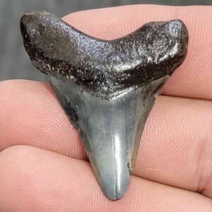Fossil Megalodon Shark Tooth - STCOM1.5-12