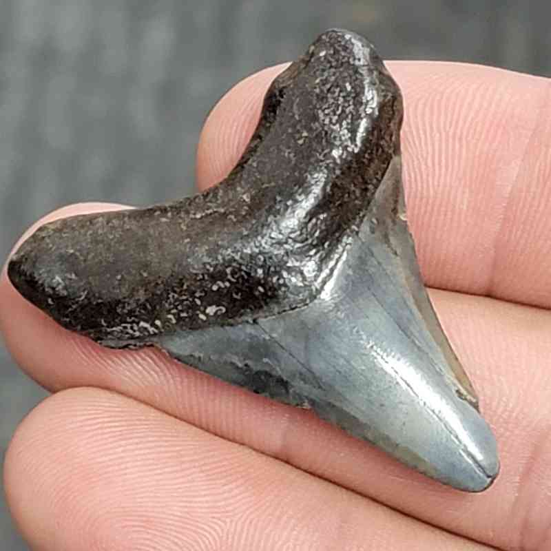 Fossil Megalodon Shark Tooth - STCOM1.5-12 - Image 2