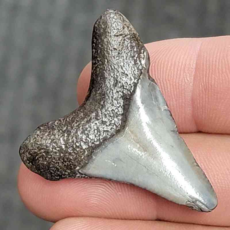 Fossil Megalodon Shark Tooth - STCOM1.5-12 - Image 3