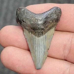 Fossil Megalodon Shark Tooth - STCOM1.5-13