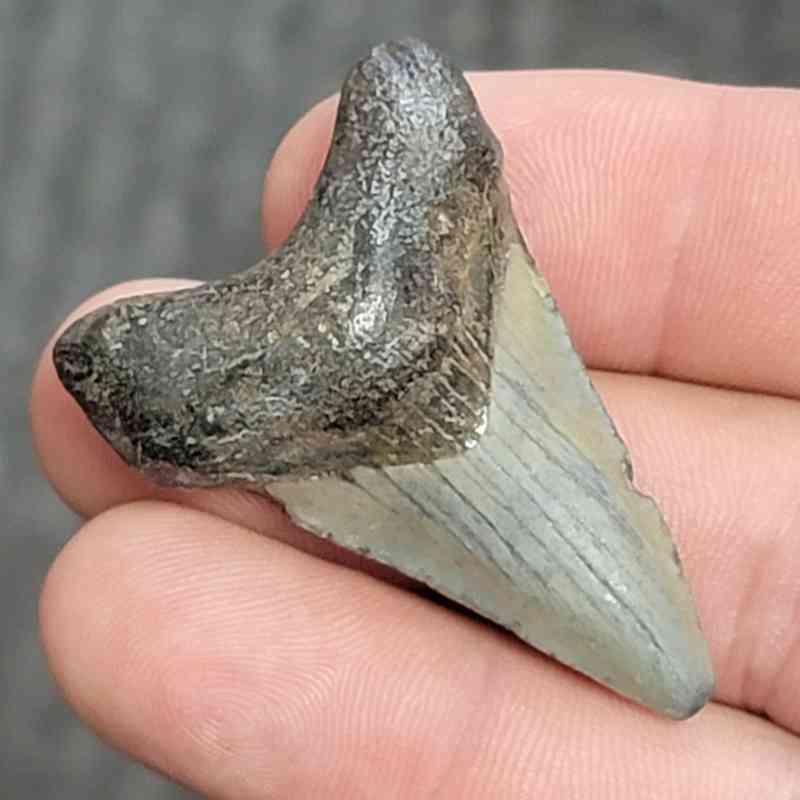 Fossil Megalodon Shark Tooth - STCOM1.5-13 - Image 2