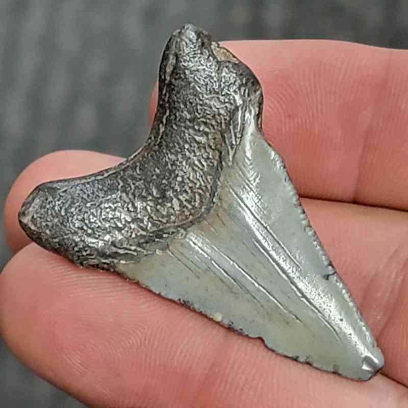 Fossil Megalodon Shark Tooth - STCOM1.5-13 - Image 3