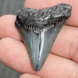 Fossil Megalodon Shark Tooth - STCOM1.5-17