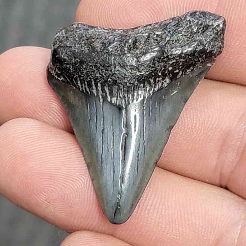 Fossil Megalodon Shark Tooth - STCOM1.5-17