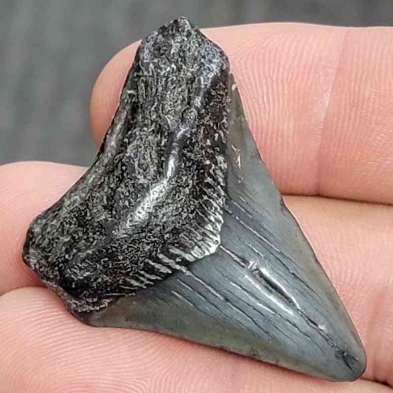Fossil Megalodon Shark Tooth - STCOM1.5-17 - Image 2