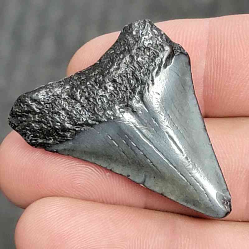 Fossil Megalodon Shark Tooth - STCOM1.5-17 - Image 3
