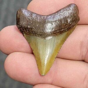 Fossil Megalodon Shark Tooth - STCOM1.5-20