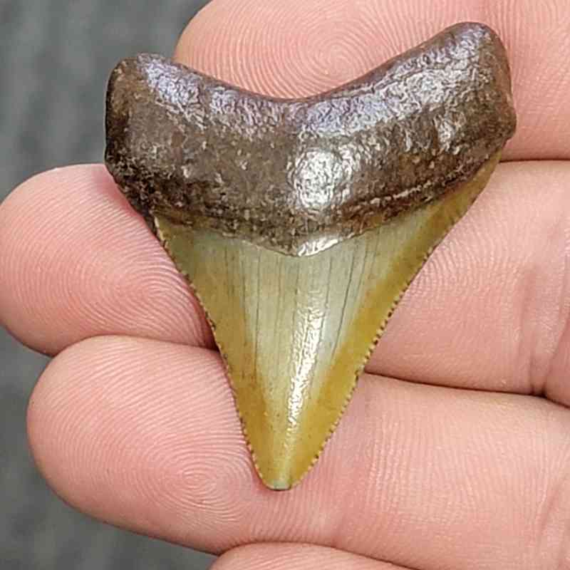 Fossil Megalodon Shark Tooth - STCOM1.5-20