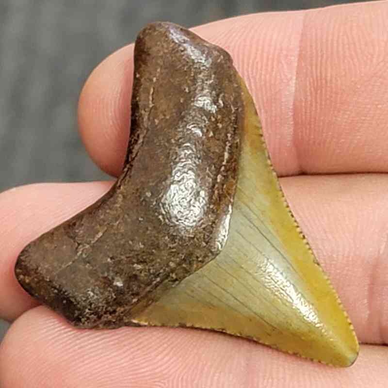 Fossil Megalodon Shark Tooth - STCOM1.5-20 - Image 2