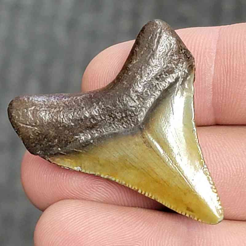 Fossil Megalodon Shark Tooth - STCOM1.5-20 - Image 3