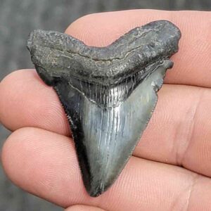Fossil Megalodon Shark Tooth - STCOM1.5-25