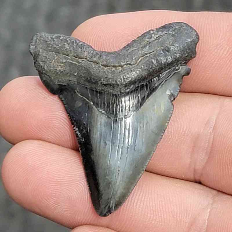 Fossil Megalodon Shark Tooth - STCOM1.5-25