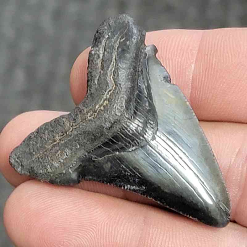 Fossil Megalodon Shark Tooth - STCOM1.5-25 - Image 2