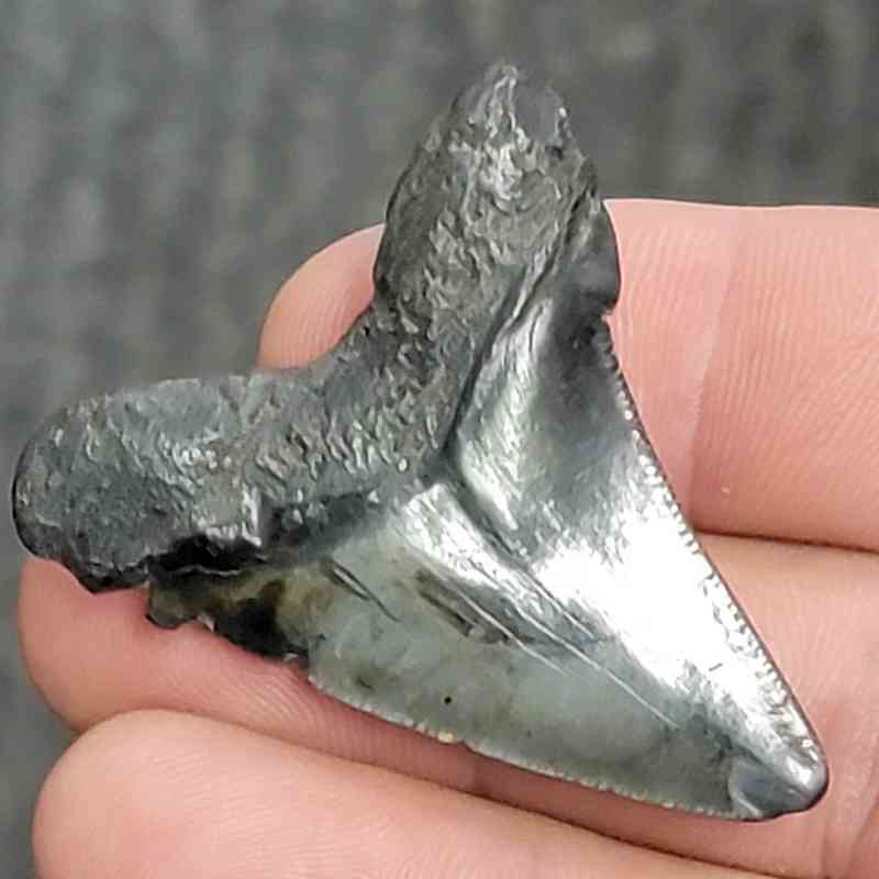 Fossil Megalodon Shark Tooth - STCOM1.5-25 - Image 3