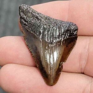 Fossil Megalodon Shark Tooth - STCOM1.5-27