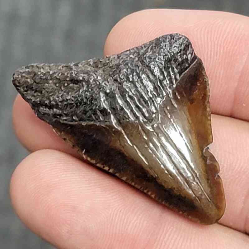 Fossil Megalodon Shark Tooth - STCOM1.5-27 - Image 2
