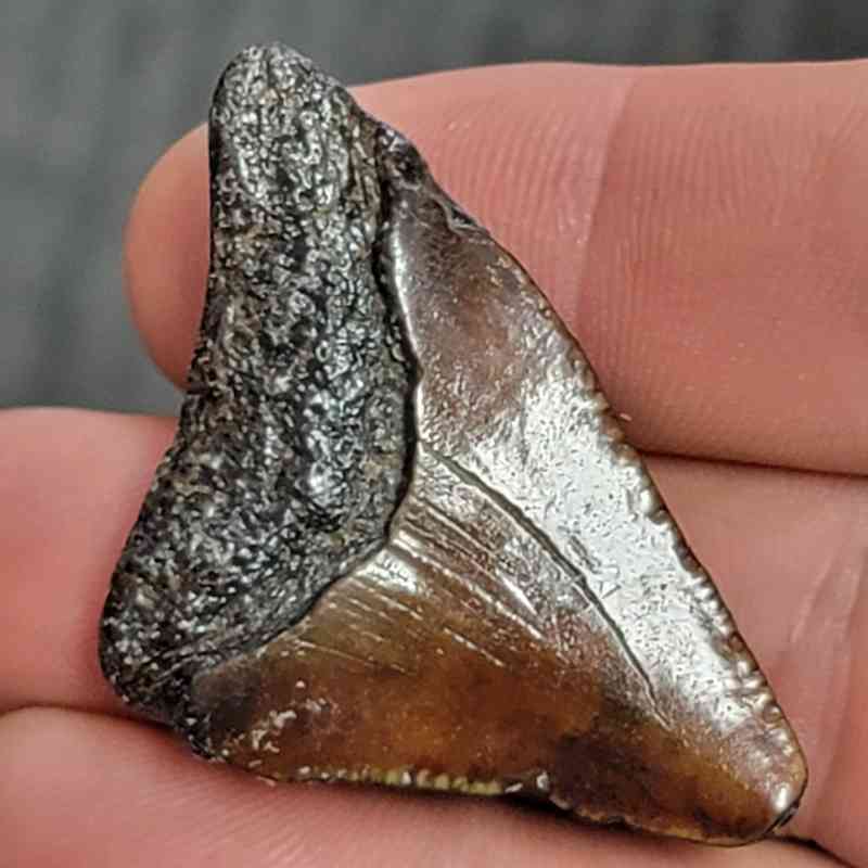 Fossil Megalodon Shark Tooth - STCOM1.5-27 - Image 3