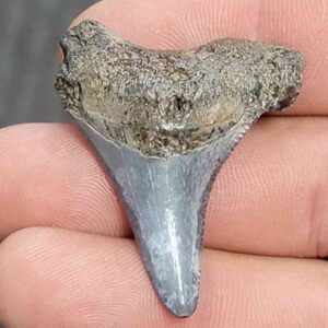 Fossil Megalodon Shark Tooth - STCOM1.5-30