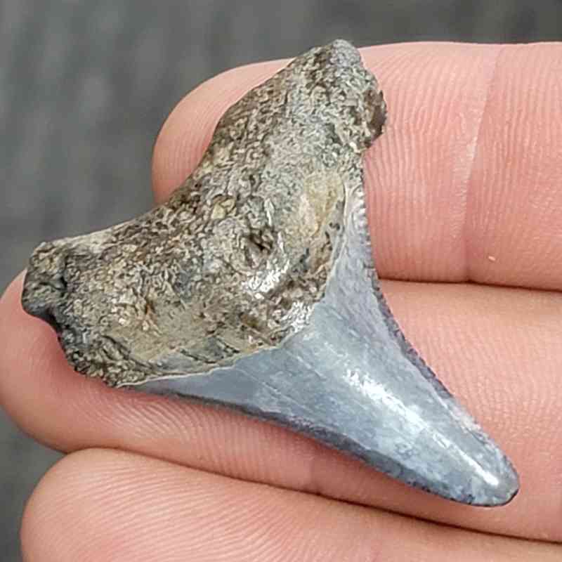 Fossil Megalodon Shark Tooth - STCOM1.5-30 - Image 2