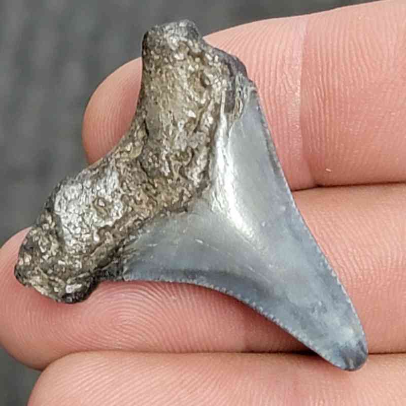 Fossil Megalodon Shark Tooth - STCOM1.5-30 - Image 3