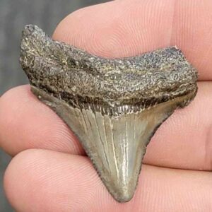 Fossil Megalodon Shark Tooth - STCOM1.5-32