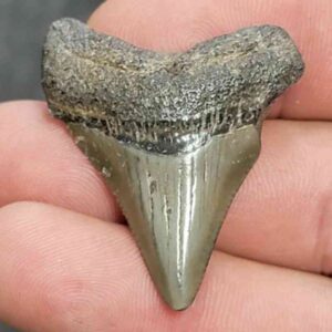Fossil Megalodon Shark Tooth - STCOM1.5-43