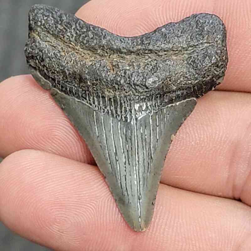 Fossil Megalodon Shark Tooth - STCOM1.5-45
