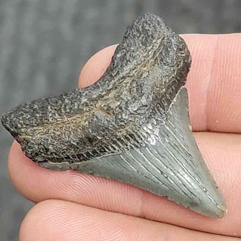 Fossil Megalodon Shark Tooth - STCOM1.5-45 - Image 2
