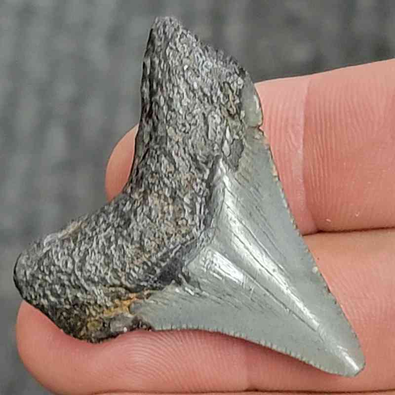 Fossil Megalodon Shark Tooth - STCOM1.5-45 - Image 3