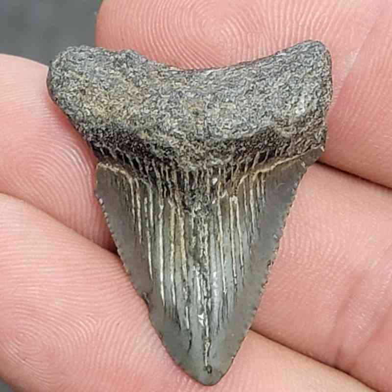 Fossil Megalodon Shark Tooth - STCOM1.5-5