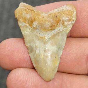 Fossil Megalodon Shark Tooth - STCOM1.5-50