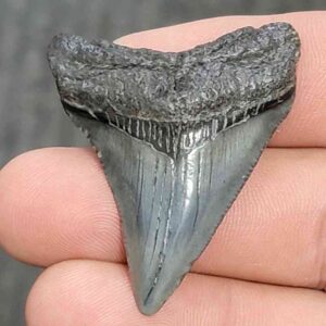 Fossil Megalodon Shark Tooth - STCOM1.5-54