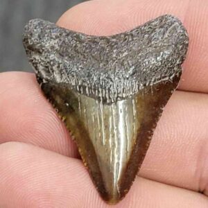 Fossil Megalodon Shark Tooth - STCOM1.5-58