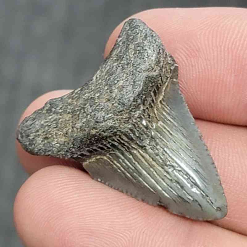 Fossil Megalodon Shark Tooth - STCOM1.5-5 - Image 2