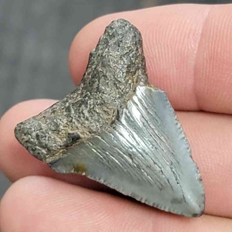Fossil Megalodon Shark Tooth - STCOM1.5-5 - Image 3