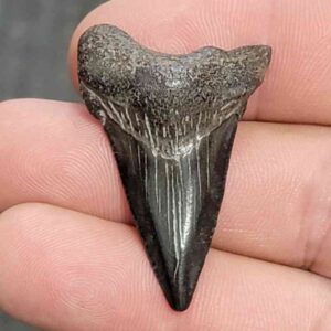 Fossil Megalodon Shark Tooth - STCOM1.5-6