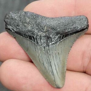 Fossil Megalodon Shark Tooth - STCOM1.5-68