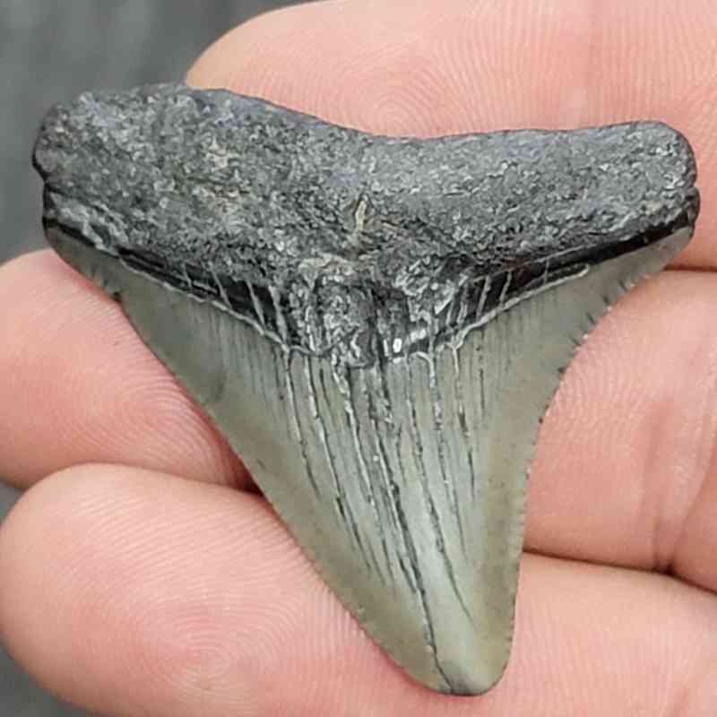 Fossil Megalodon Shark Tooth - STCOM1.5-68