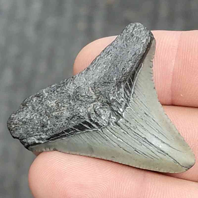 Fossil Megalodon Shark Tooth - STCOM1.5-68 - Image 2
