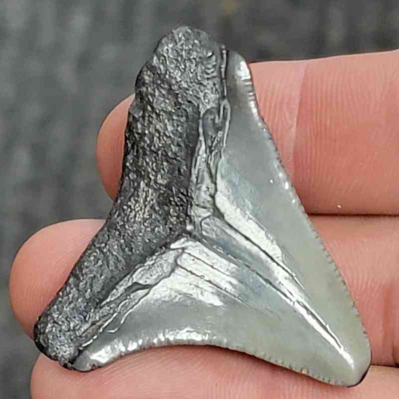 Fossil Megalodon Shark Tooth - STCOM1.5-68 - Image 3