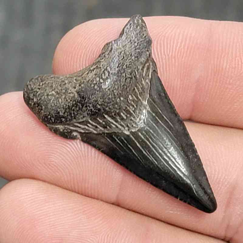 Fossil Megalodon Shark Tooth - STCOM1.5-6 - Image 2