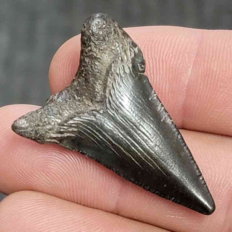 Fossil Megalodon Shark Tooth - STCOM1.5-6 - Image 3