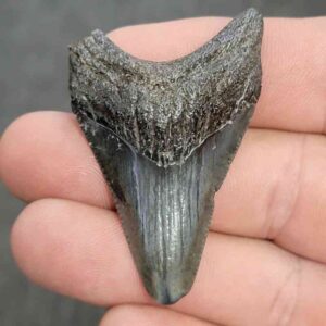 Fossil Megalodon Shark Tooth - STCOM2-10