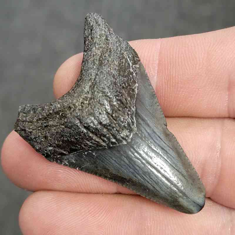 Fossil Megalodon Shark Tooth - STCOM2-10 - Image 2